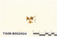 藏品(灰苔屬)的圖片